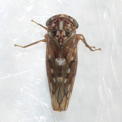 Idiocerus albolinea
