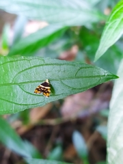Choreutis