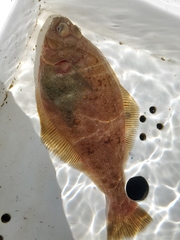 Citharichthys sordidus