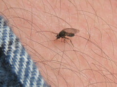 Austrosimulium