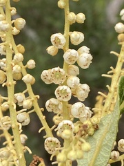 Clethra scabra