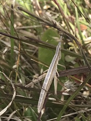 Keyacris scurra