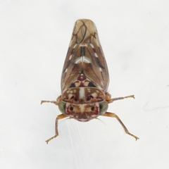 Idiocerus albolinea