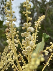 Clethra scabra