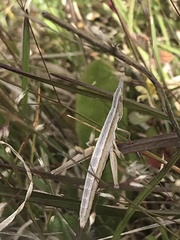 Keyacris scurra