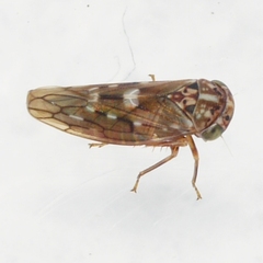 Idiocerus albolinea