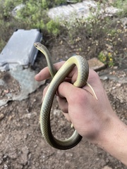 Coluber constrictor oaxaca