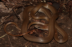 Mastigodryas melanolomus