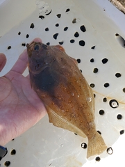 Citharichthys xanthostigma