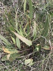Rumex brownii