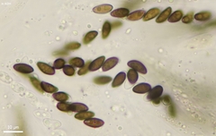 Hypoxylon perforatum