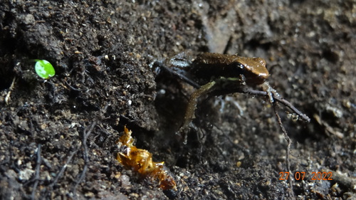 Marbled Poison Frog, Epipedobates boulengeri