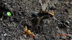 Epipedobates boulengeri