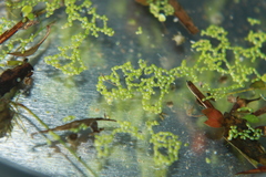 Wolffia brasiliensis