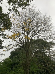 Handroanthus umbellatus