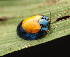 Calyptocephala discoidea