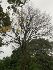 Handroanthus umbellatus