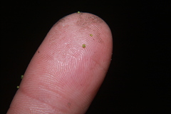 Wolffia brasiliensis