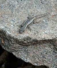 Lygodactylus pictus