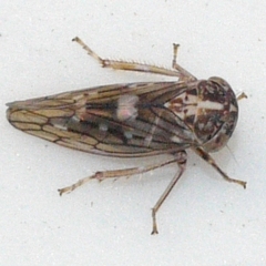 Idiocerus albolinea