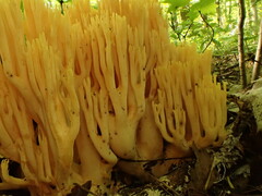Phaeoclavulina flaccida