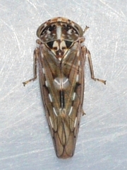 Idiocerus albolinea