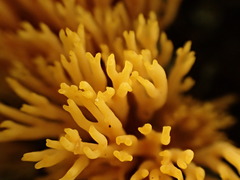 Phaeoclavulina flaccida