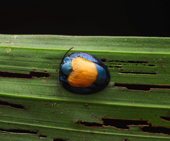 Calyptocephala discoidea