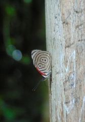 Diaethria anna