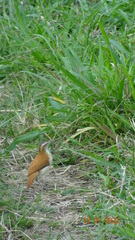 Furnarius leucopus