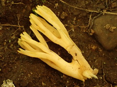 Phaeoclavulina flaccida