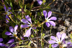 Scaevola aemula