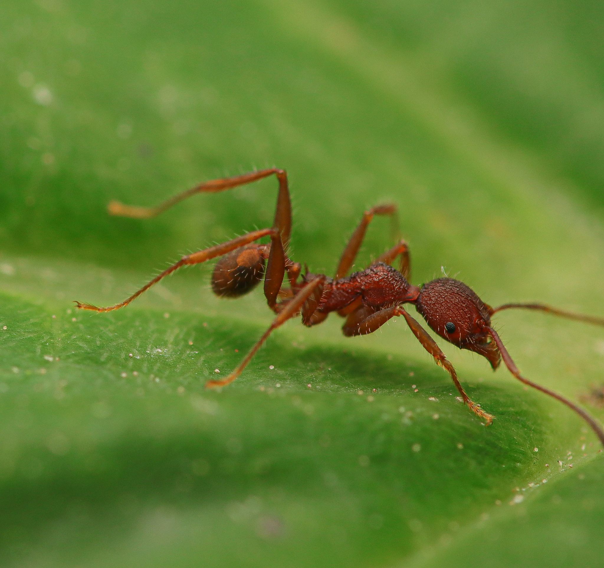 Pheidole vorax