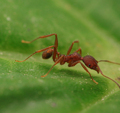 Pheidole tristis