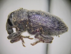 Larinus minutus