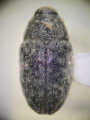 Larinus minutus
