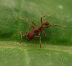 Pheidole tristis