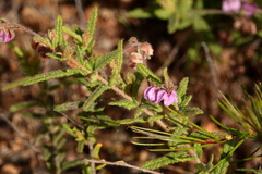 Thomasia petalocalyx