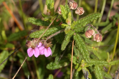 Thomasia petalocalyx