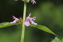 Stachys hispida