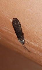 Annulipalpia