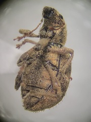 Sciaphilus