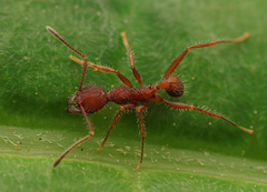 Pheidole tristis
