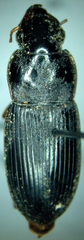 Harpalus texanus