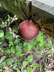 Gymnopilus purpuratus