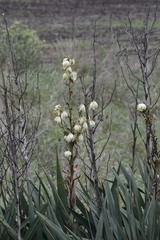 Yucca gloriosa