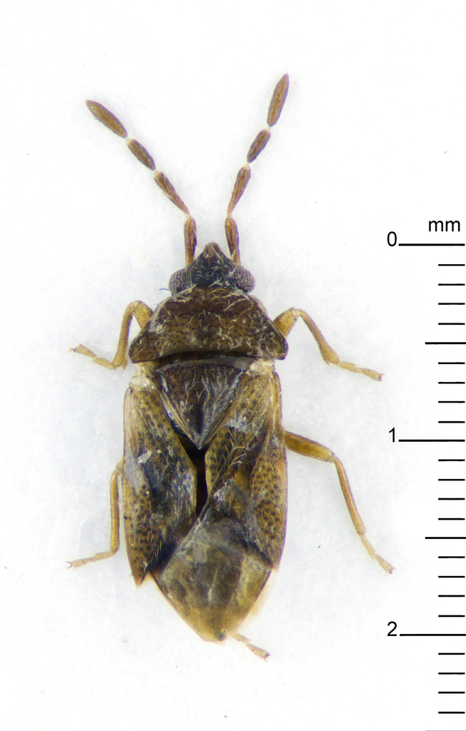 Antillocoris pilosulus