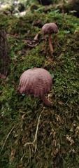 Mycena holoporphyra