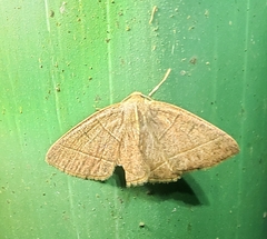 Episemasia