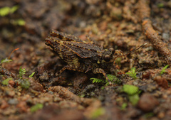 Otumba aciculata